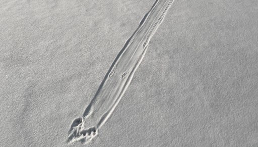 A photo of an otter slide mark