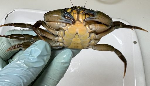 A glove hand holding up a European green crab