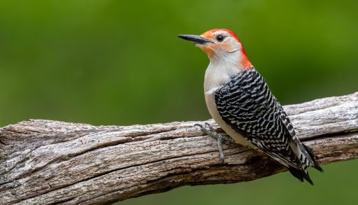 A red-bellied woodpecker on a branch, Ontario's Breeding Bird Atlas