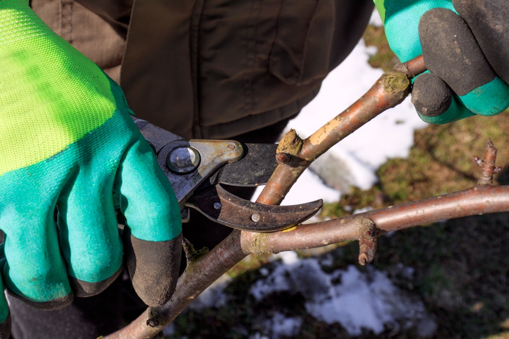A shot of a hand holding pruning shears in winter
