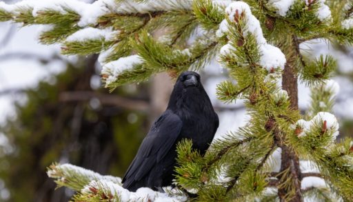 A raven perched on a snow covered branch