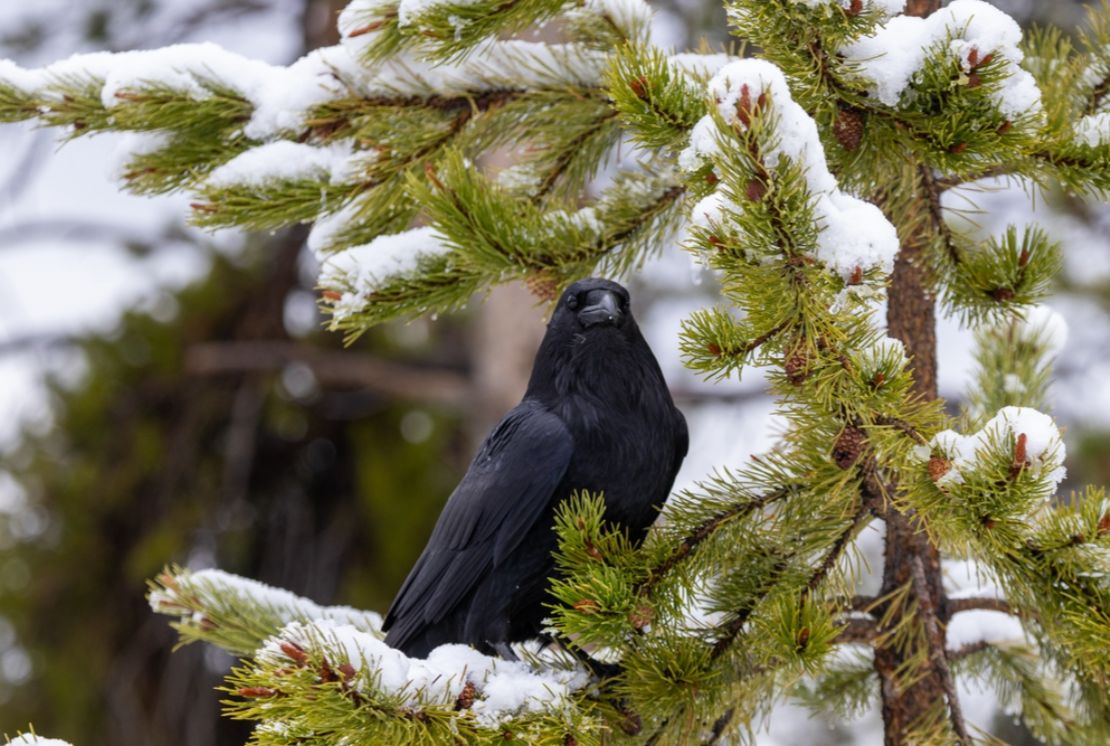 A raven perched on a snow covered branch