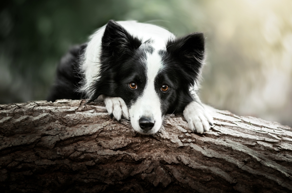 A border collie resting on a log